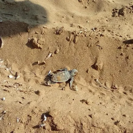 Alekos Beach Houses-Alekos Beach Complex * Lixouri